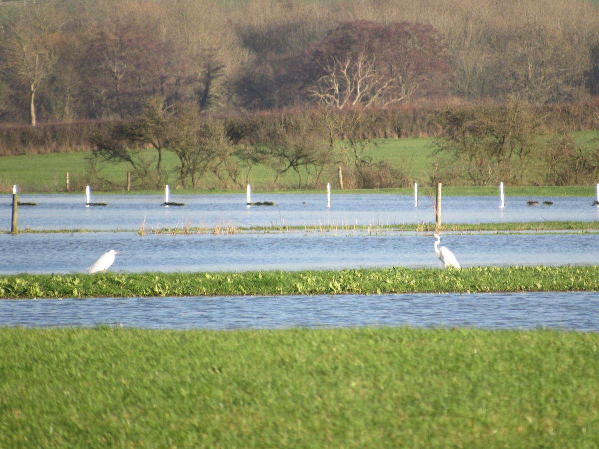 Great Egret - ML647287536