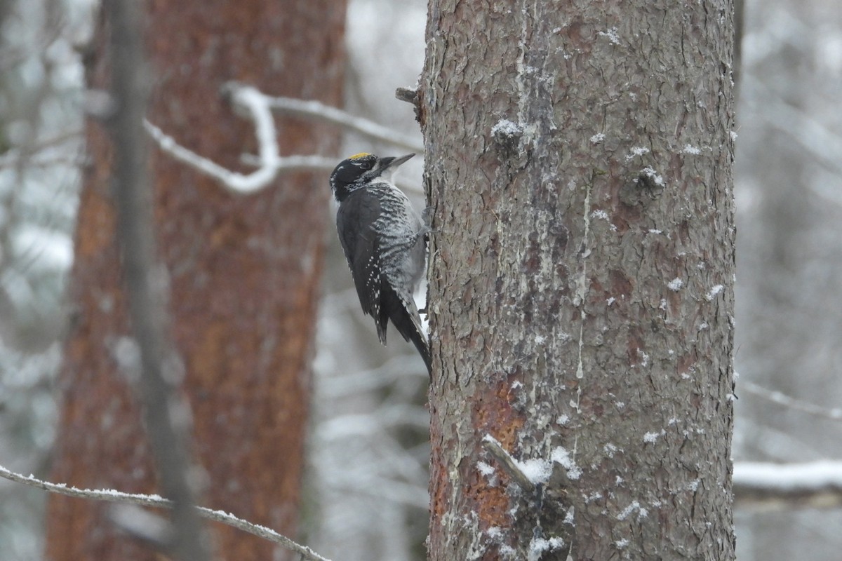 American Three-toed Woodpecker - ML647287549