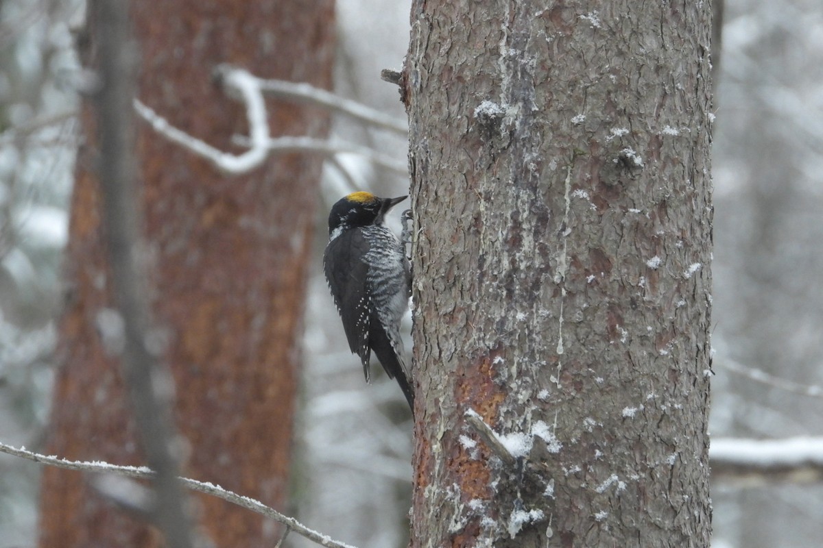 American Three-toed Woodpecker - ML647287550