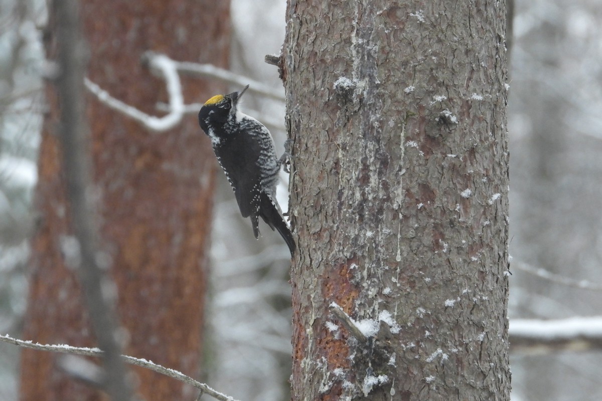 American Three-toed Woodpecker - ML647287551