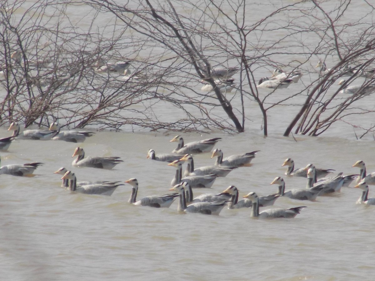 Oie à tête barrée - ML647287553