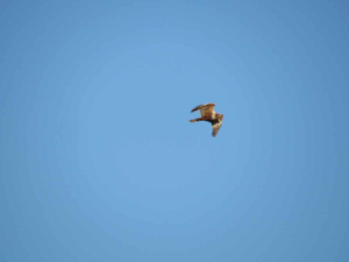 Western Marsh Harrier - ML647287554