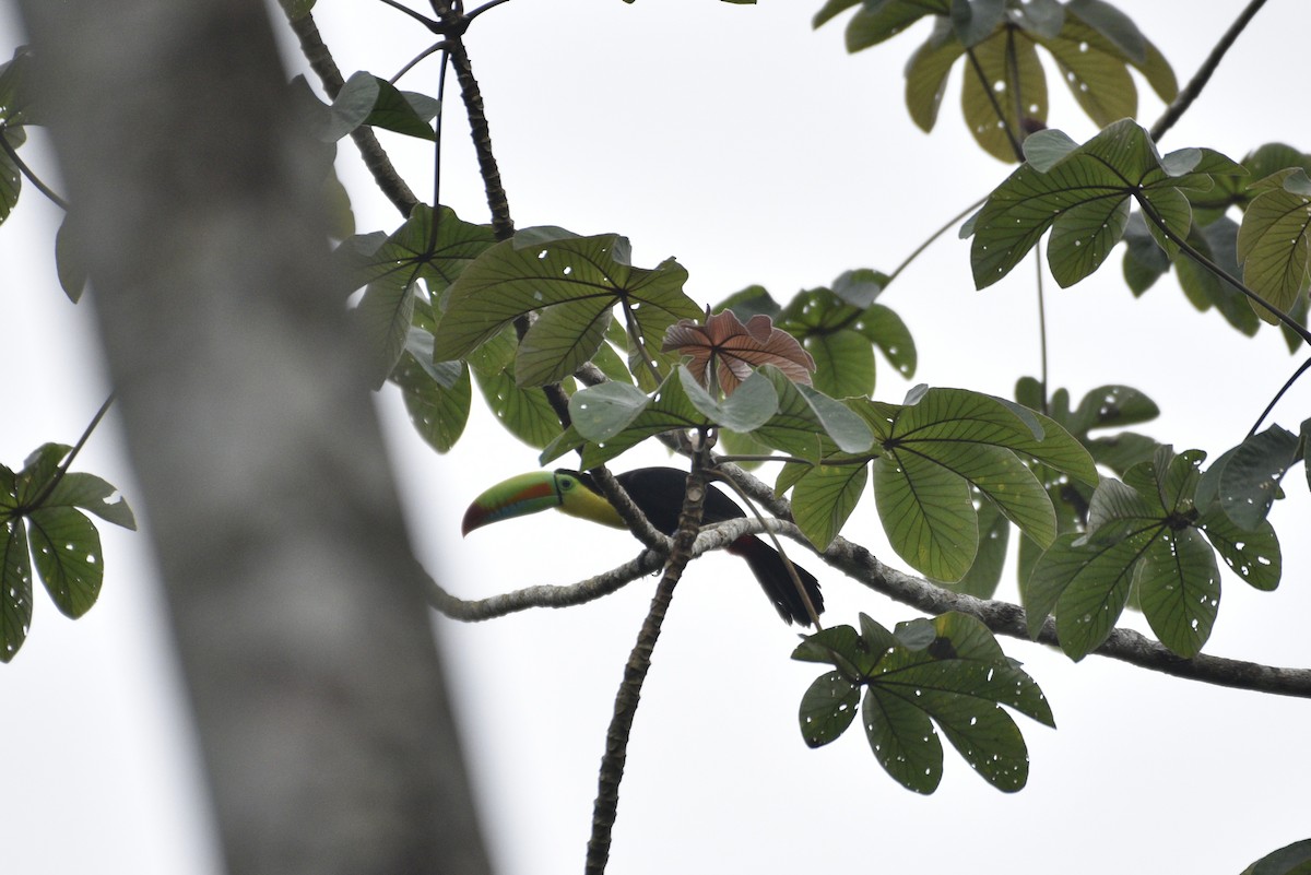 Keel-billed Toucan - ML647287555