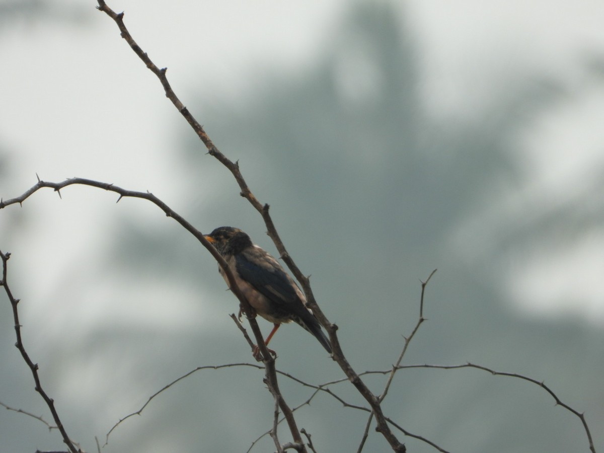 Rosy Starling - ML647287560