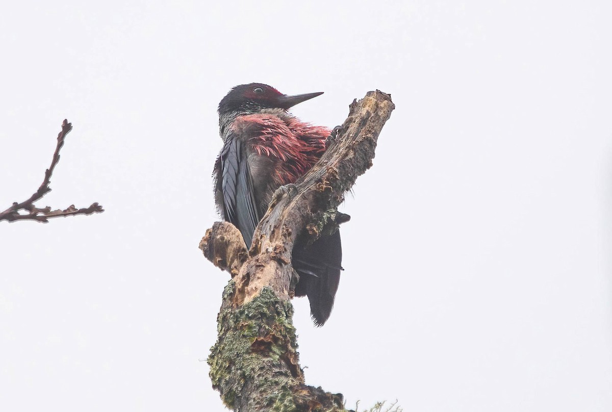 Blutgesichtspecht - ML647287562