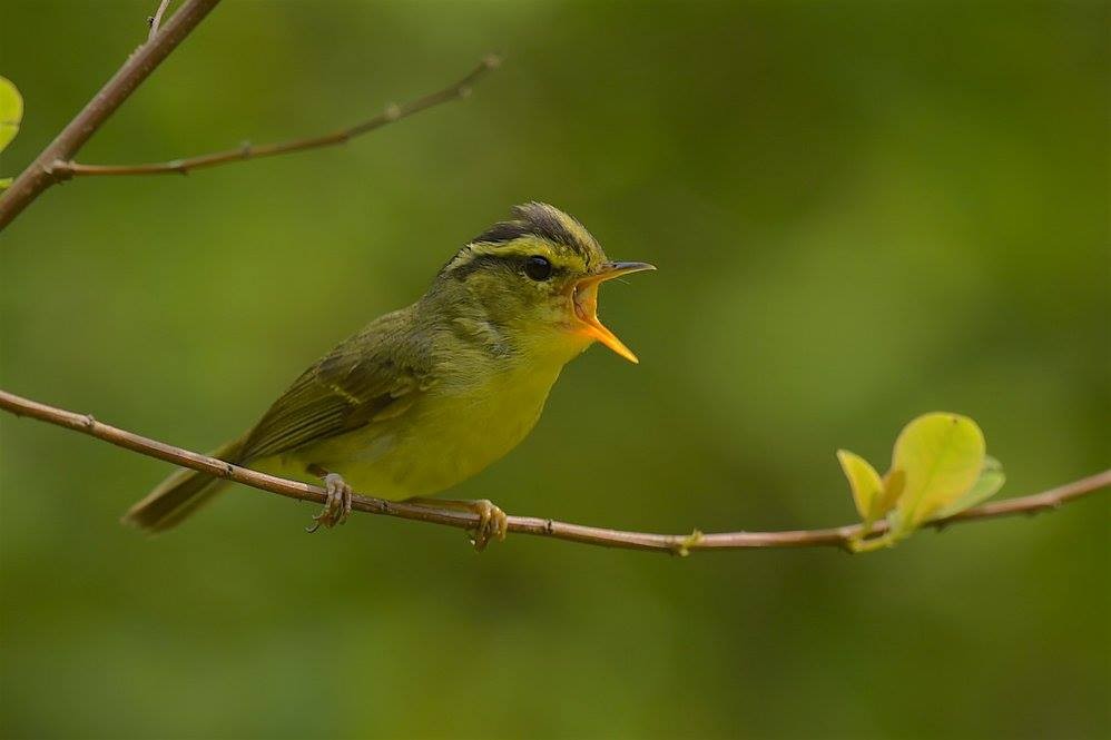 Limestone Leaf Warbler - ML647287563