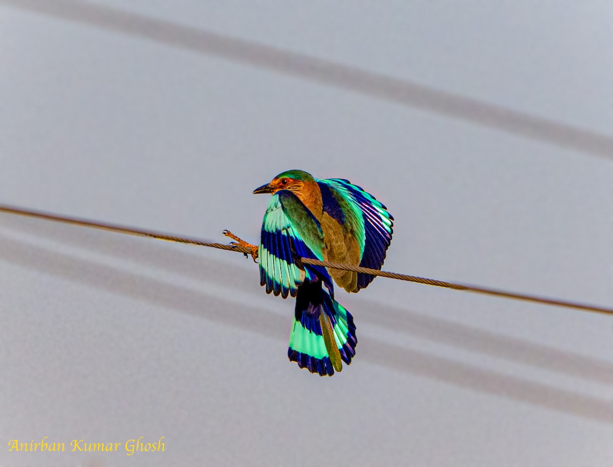 Indian Roller - ML647287566