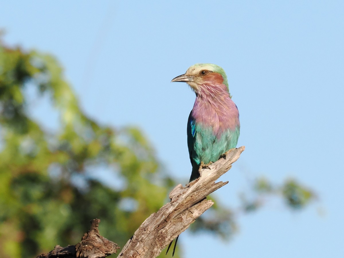 Lilac-breasted Roller - ML647287578