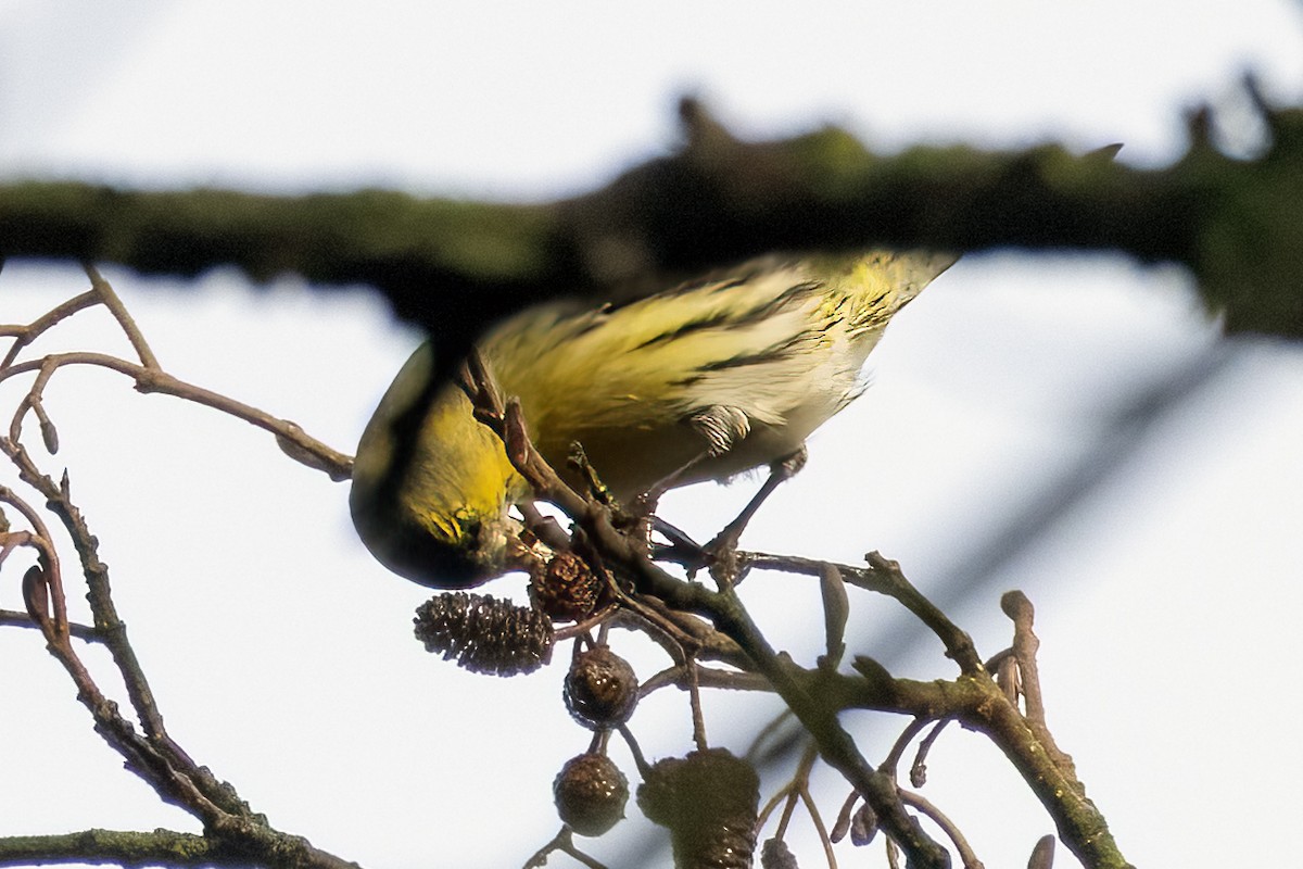 Чиж лісовий - ML647287581