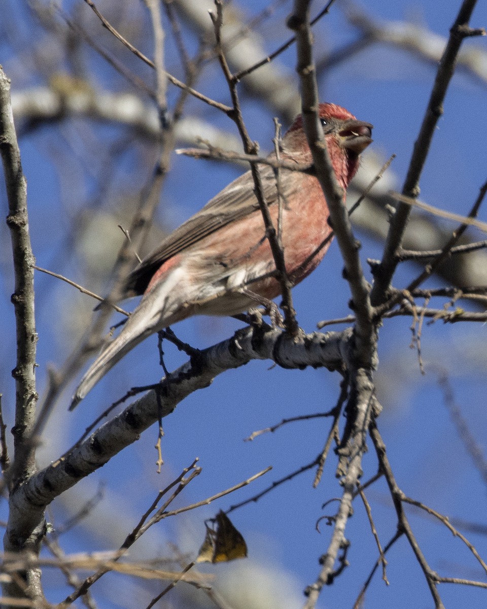 House Finch - ML647287582