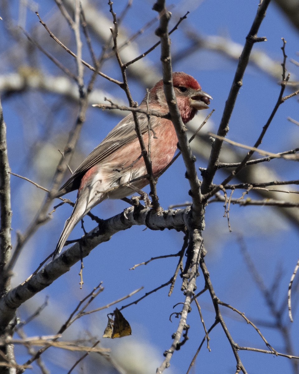 House Finch - ML647287584