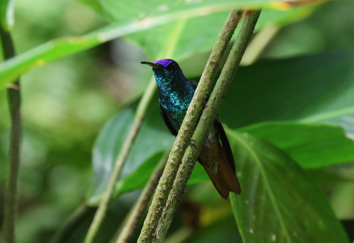 Golden-tailed Sapphire - ML647287591