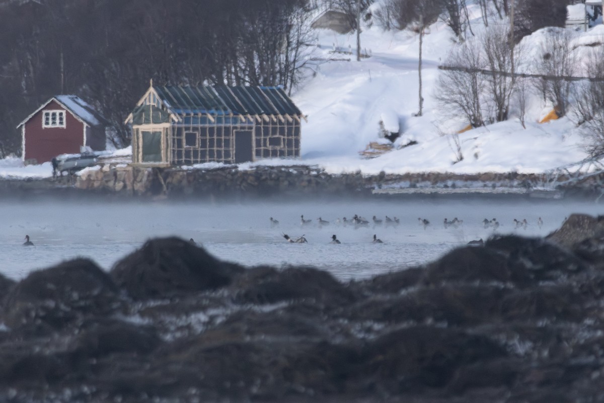 Red-breasted Merganser - ML647287609