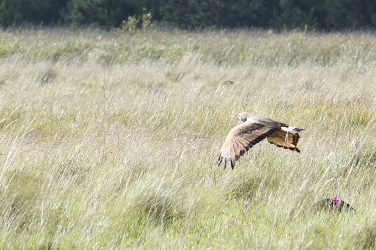 Otlak Şahini - ML647287612