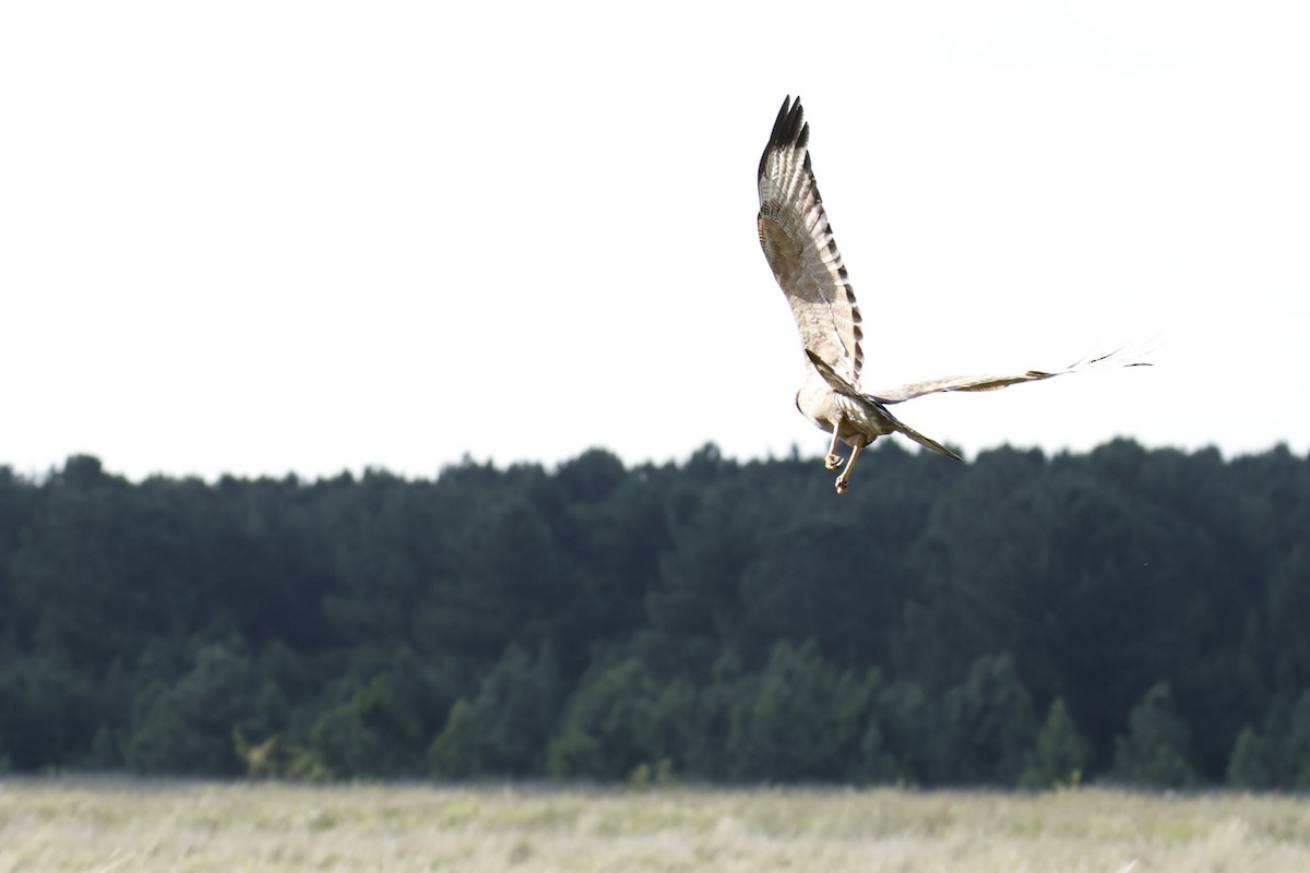 Otlak Şahini - ML647287613