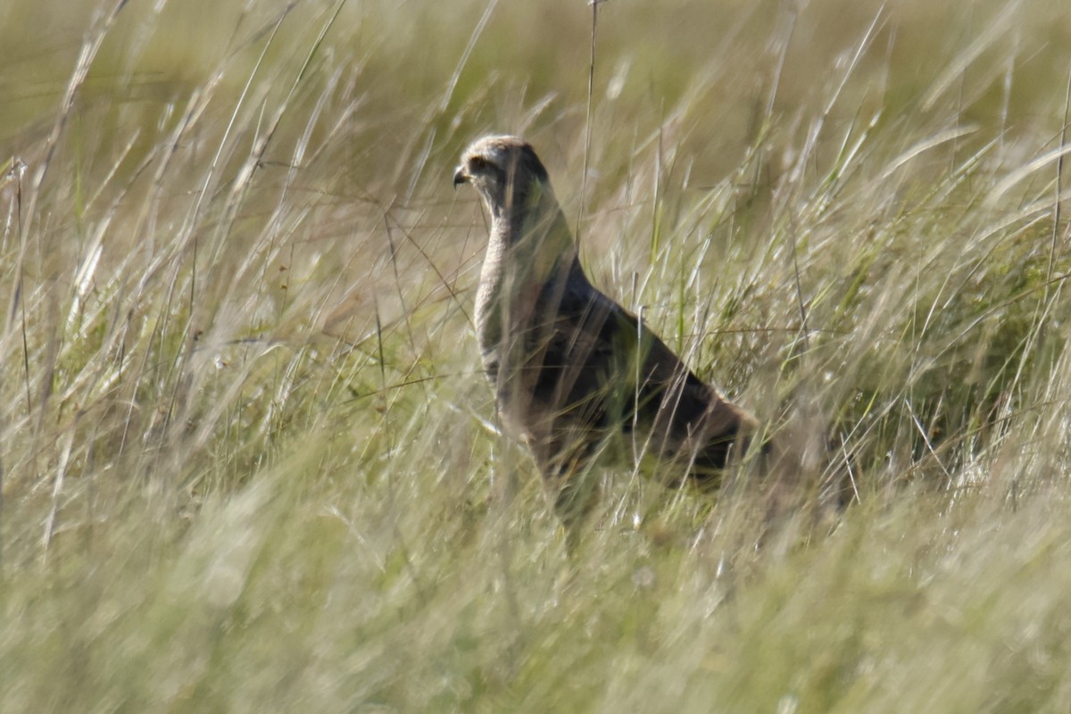 Otlak Şahini - ML647287614