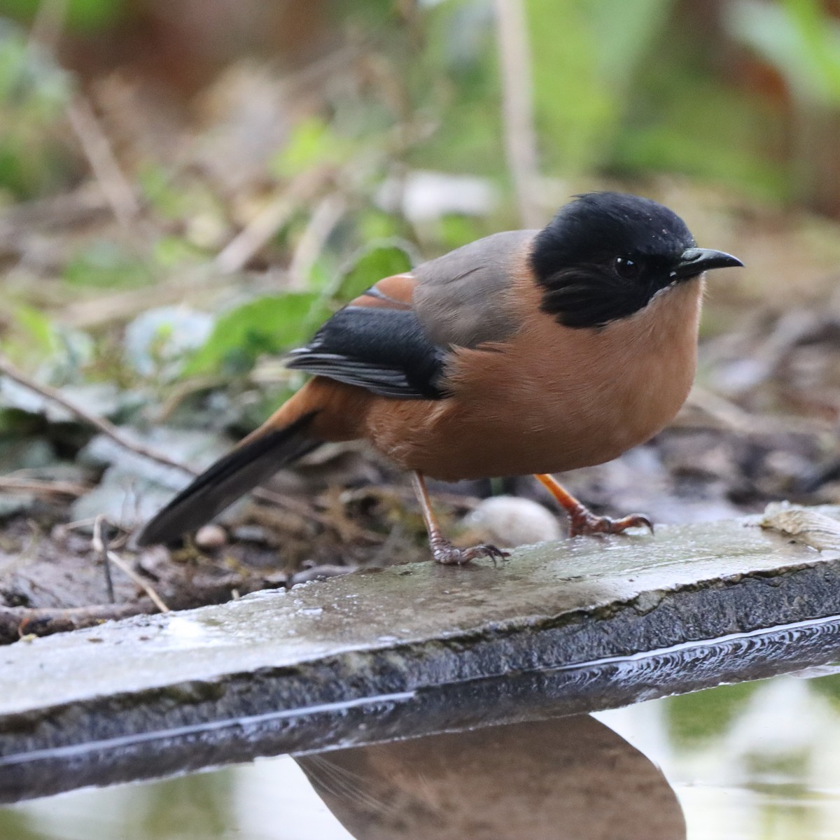 Rufous Sibia - ML647287621