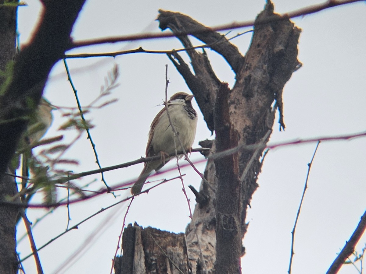 House Sparrow - ML647287626