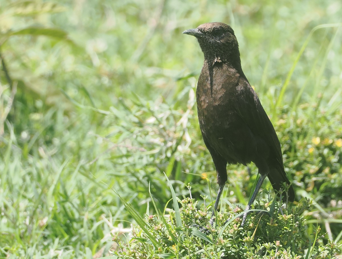 Northern Anteater-Chat - ML647287645