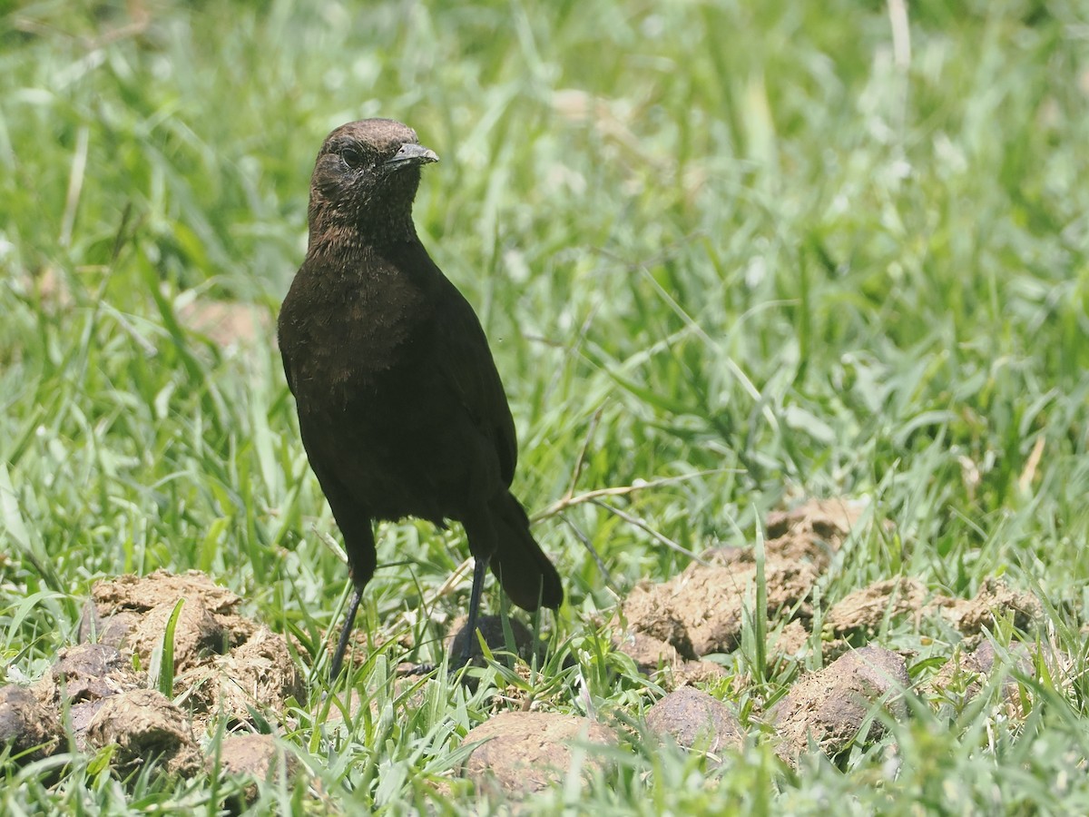 Northern Anteater-Chat - ML647287646