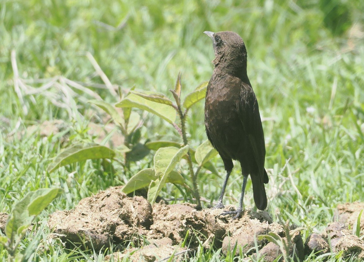 Northern Anteater-Chat - ML647287647