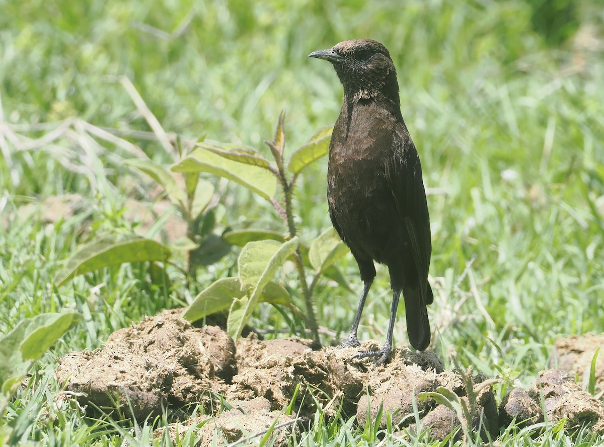 Northern Anteater-Chat - ML647287648
