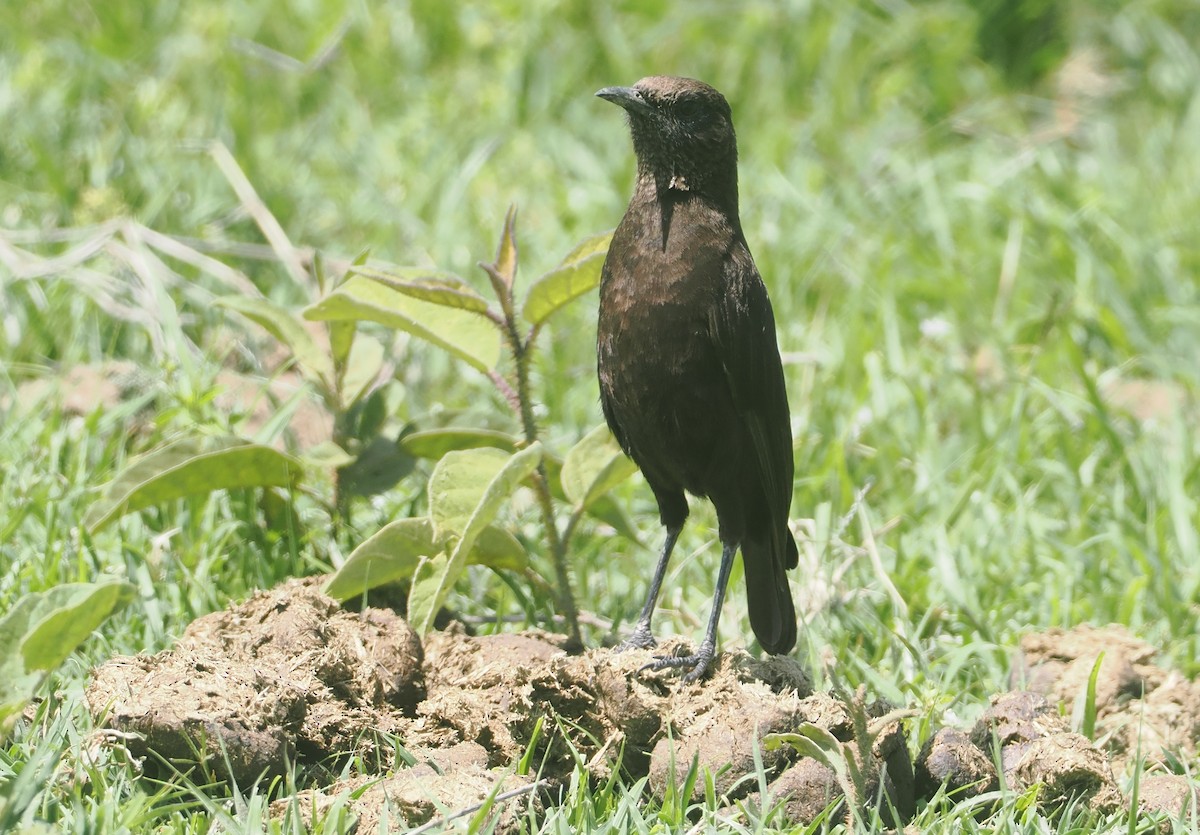 Northern Anteater-Chat - ML647287649