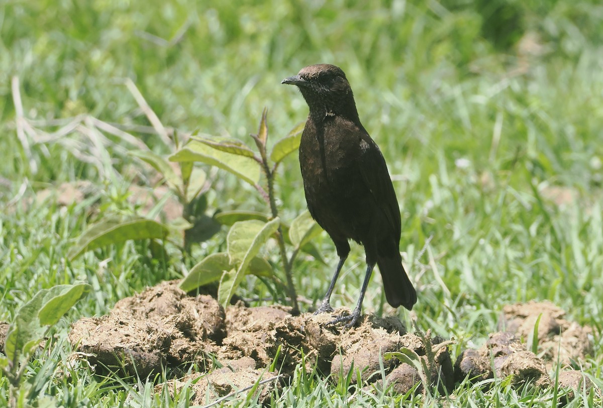 Northern Anteater-Chat - ML647287651