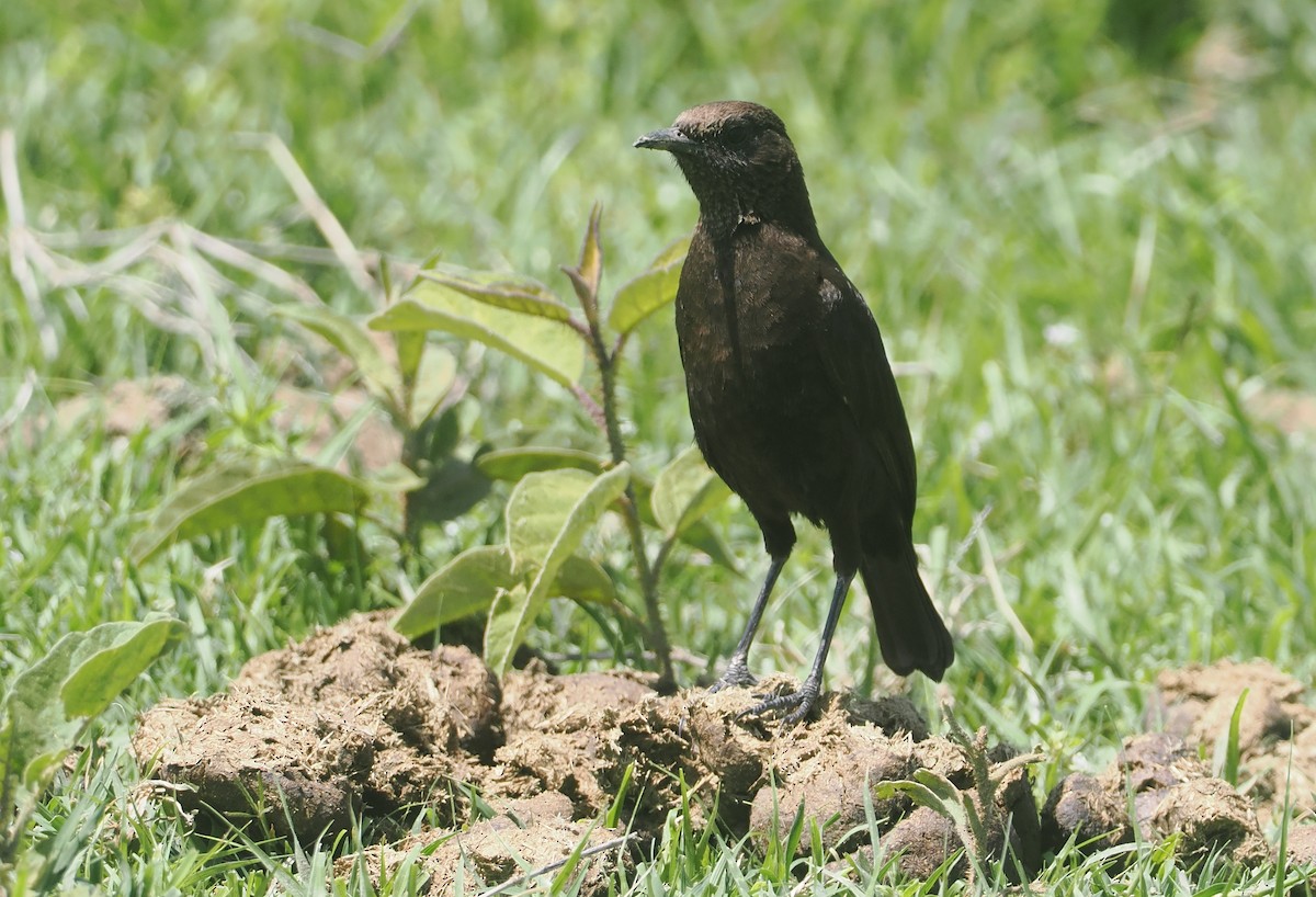 Northern Anteater-Chat - ML647287652