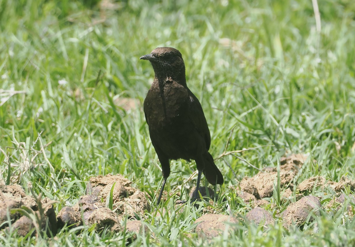 Northern Anteater-Chat - ML647287653