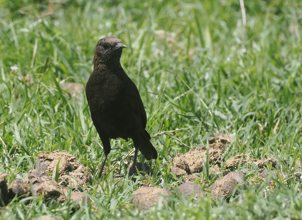 Northern Anteater-Chat - ML647287654