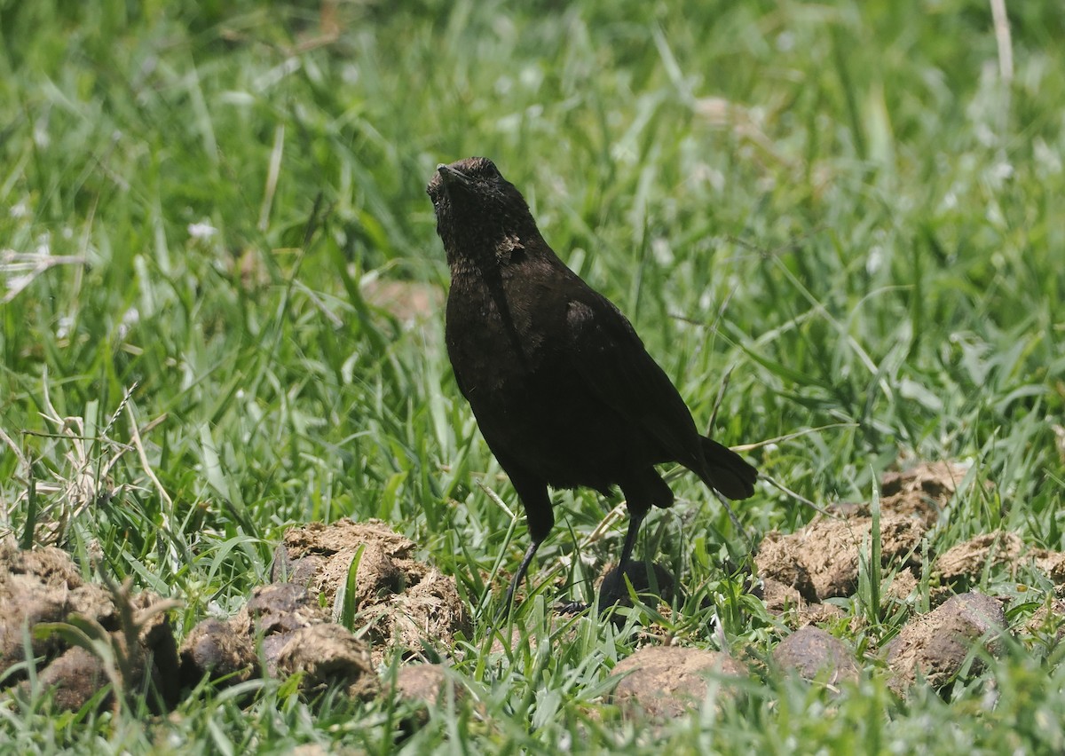 Northern Anteater-Chat - ML647287655