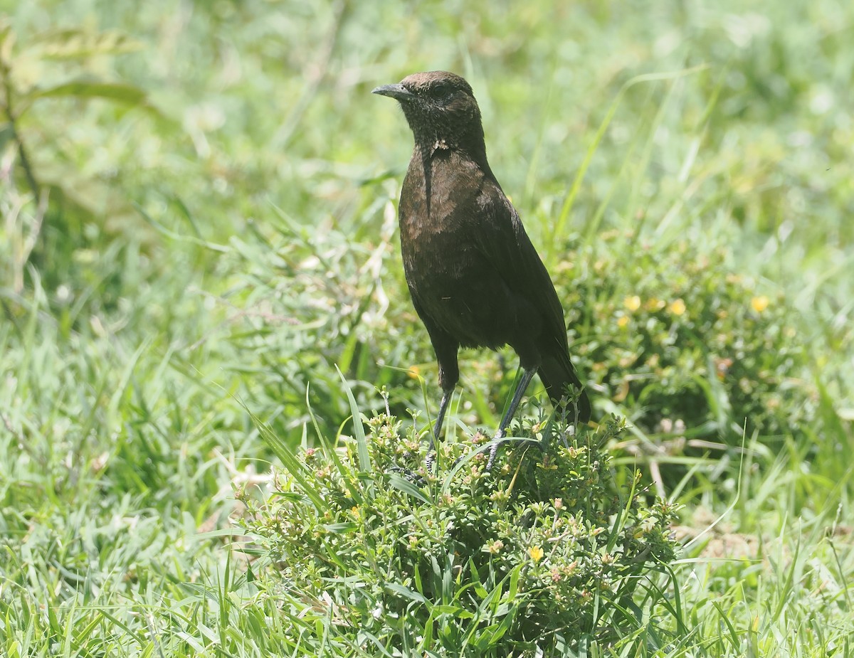 Northern Anteater-Chat - ML647287656