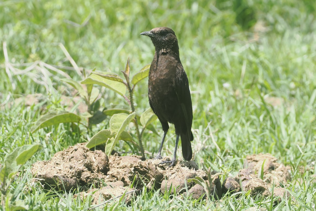 Northern Anteater-Chat - ML647287657