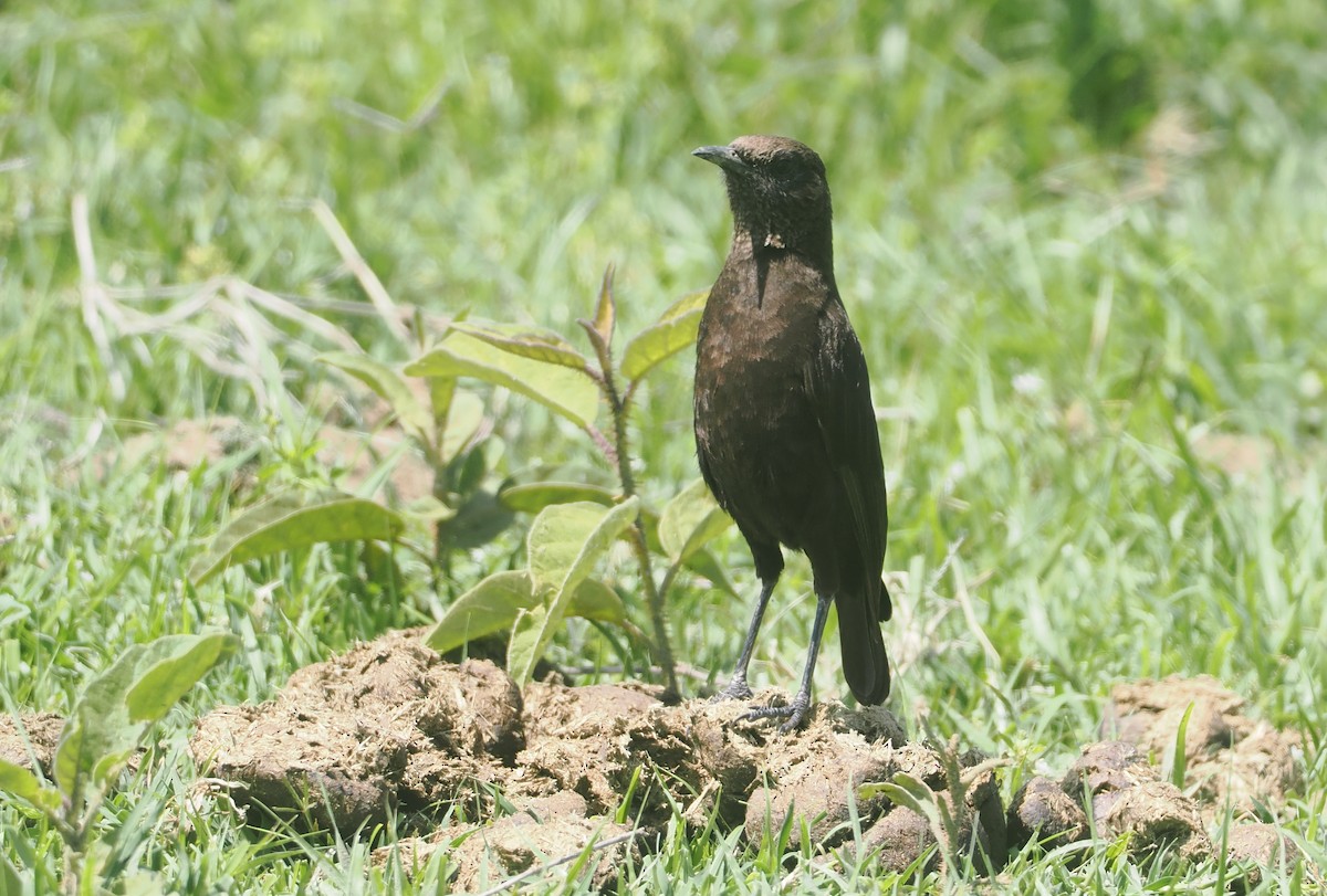 Northern Anteater-Chat - ML647287658