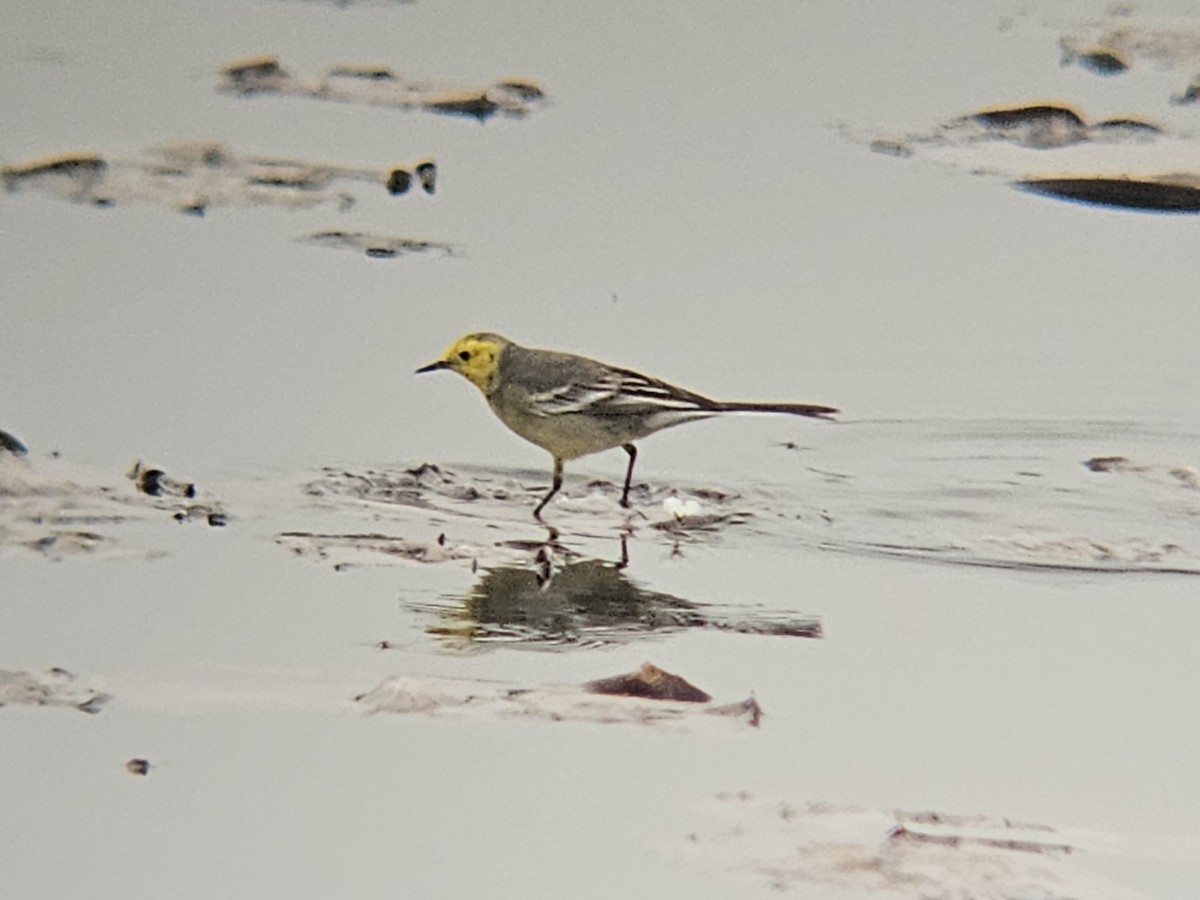 Citrine Wagtail - ML647287659