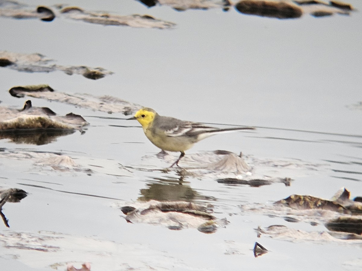 Citrine Wagtail - ML647287660