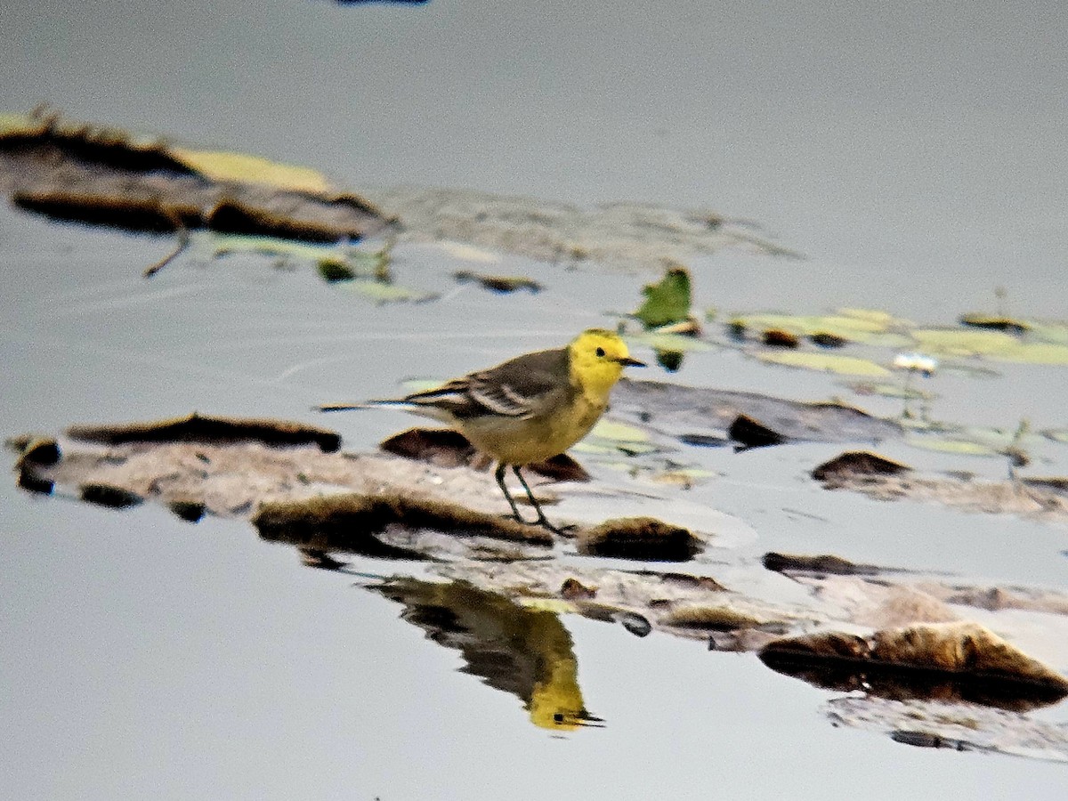 Citrine Wagtail - ML647287661
