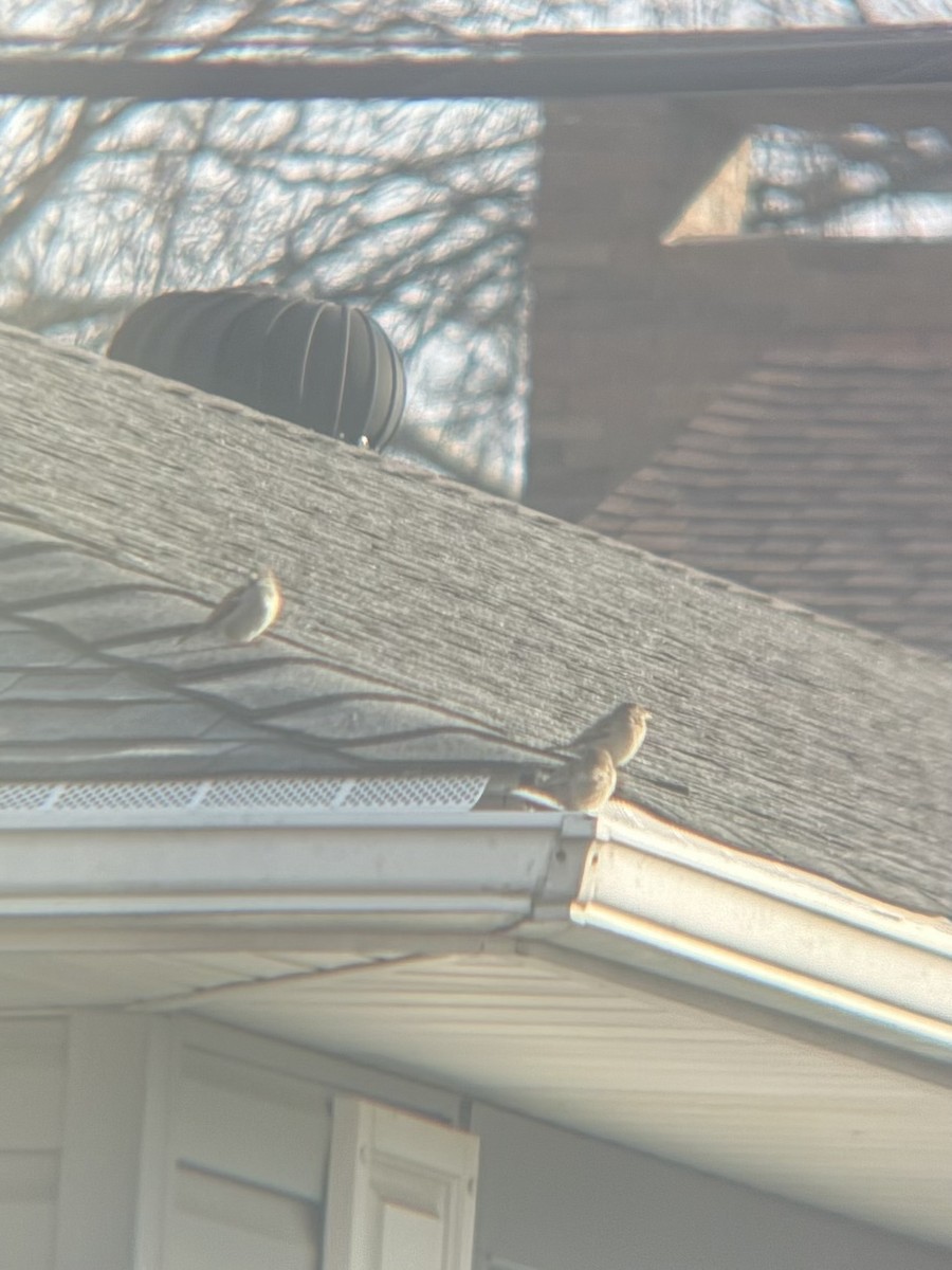 House Sparrow - ML647287703