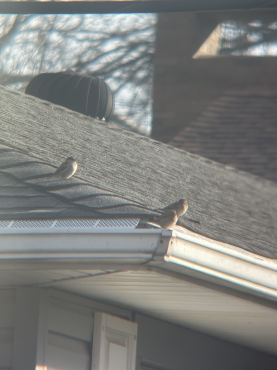 House Sparrow - ML647287704