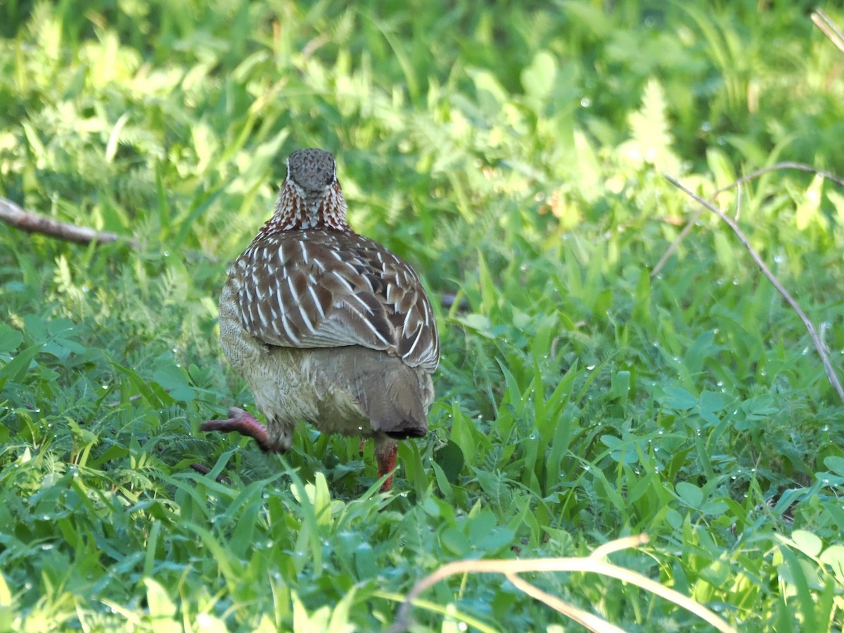 Crested Francolin - ML647287711