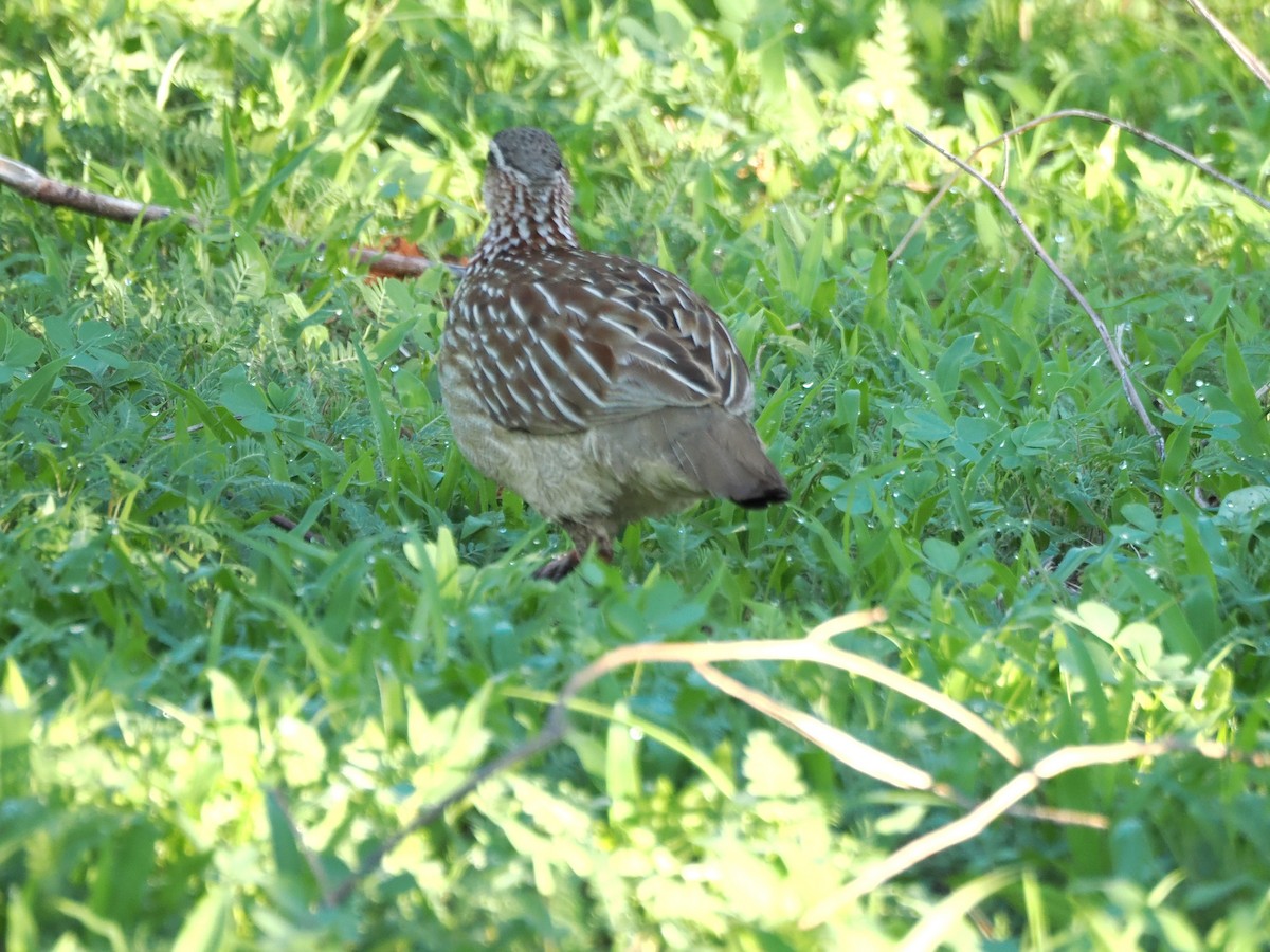 Crested Francolin - ML647287712