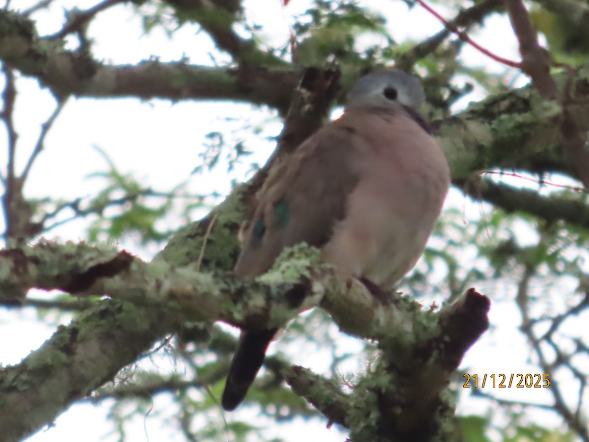 Emerald-spotted Wood-Dove - ML647287718