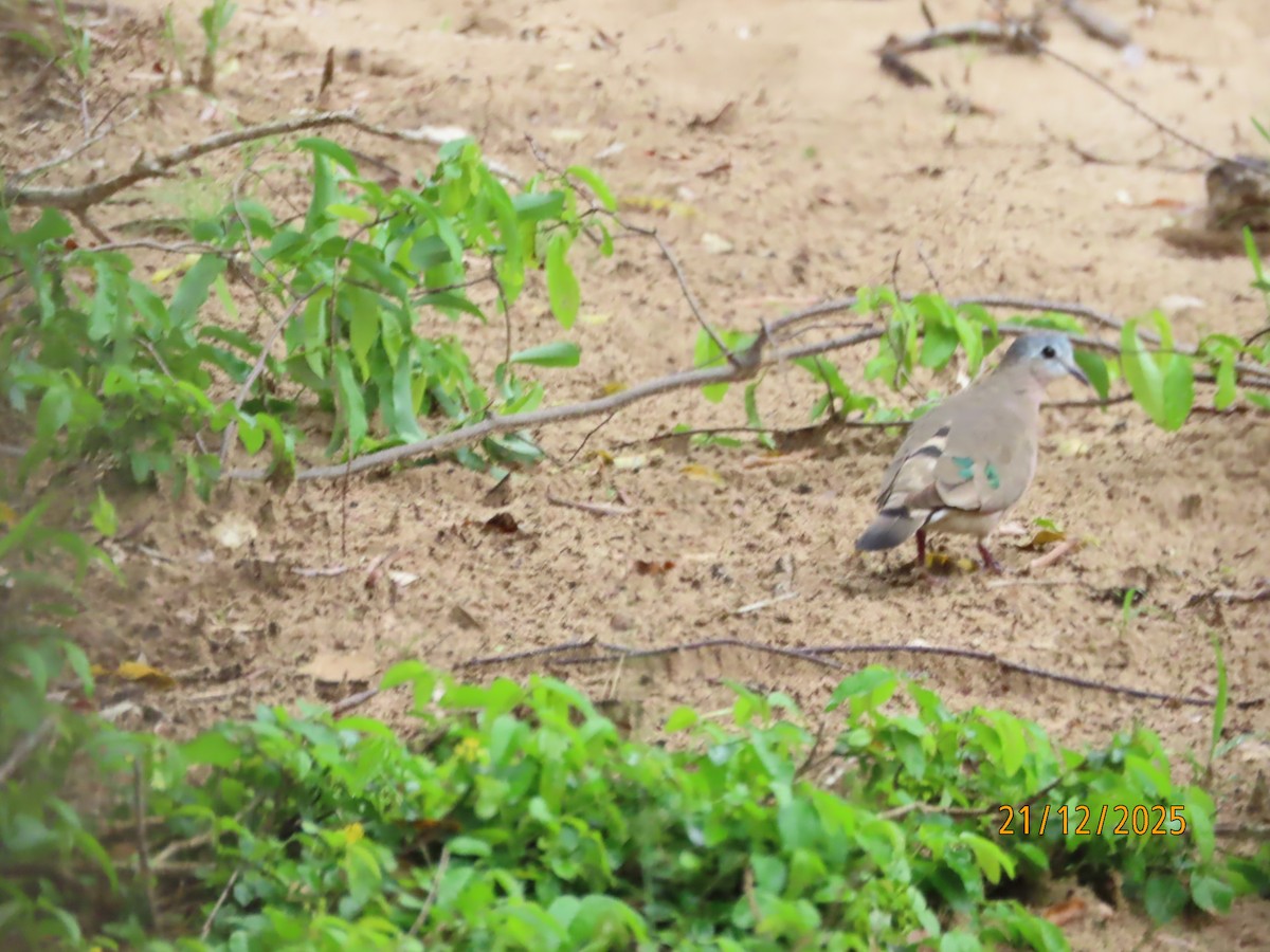Emerald-spotted Wood-Dove - ML647287719