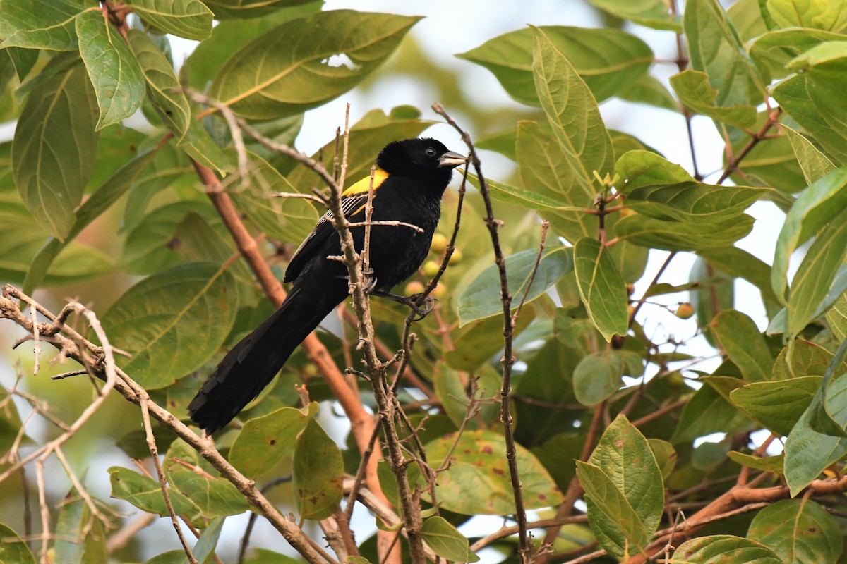 Yellow-mantled Widowbird - ML647287725