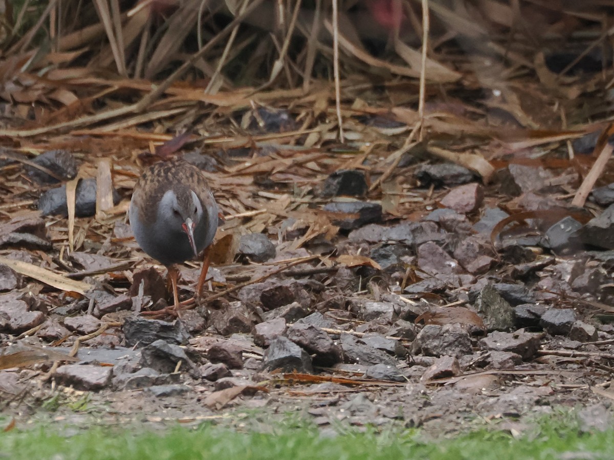 רלית המים - ML647287727