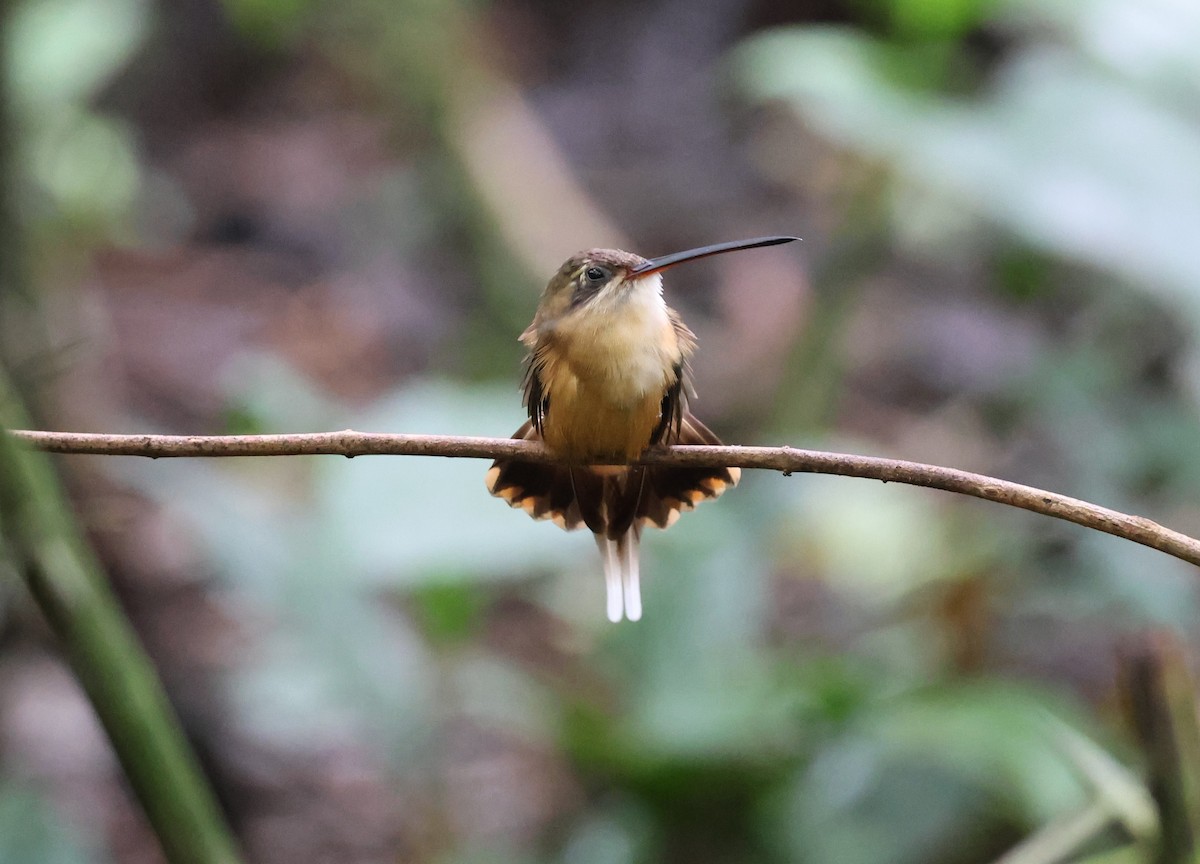 Koepcke's Hermit - ML647287728