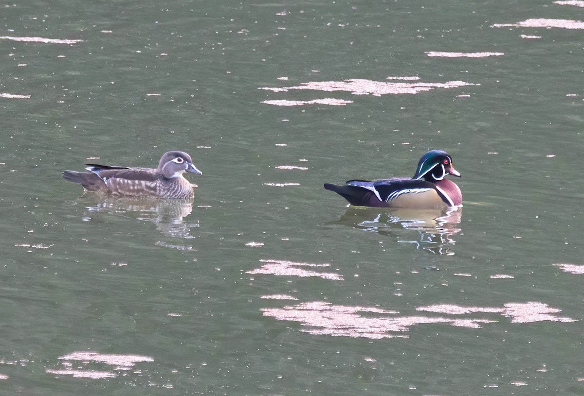 מנדרין אמריקני - ML647287729