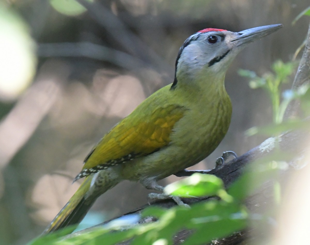 נקר אפור-ראש - ML647287730