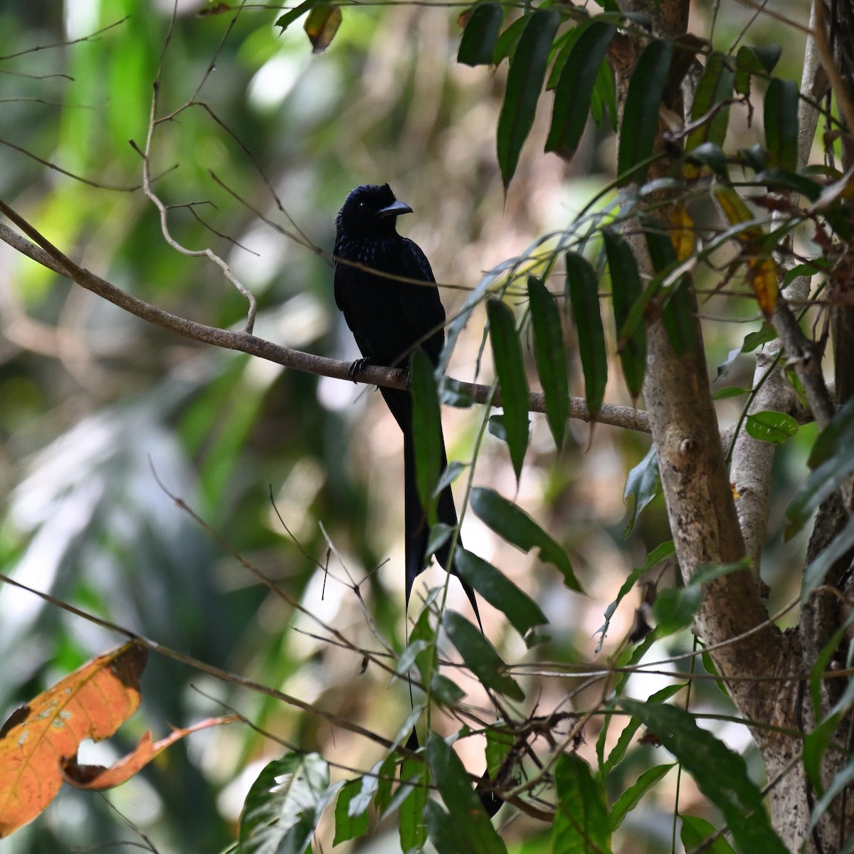 Greater Racket-tailed Drongo - ML647287733